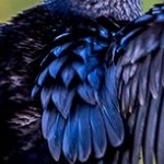 _04C9773.jpg Grand cormoran automne